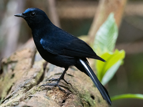 White-tailed Robin (Myiomela leucura), photo 3