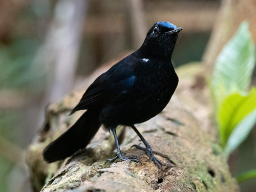 White-tailed Robin (Myiomela leucura), photo 4