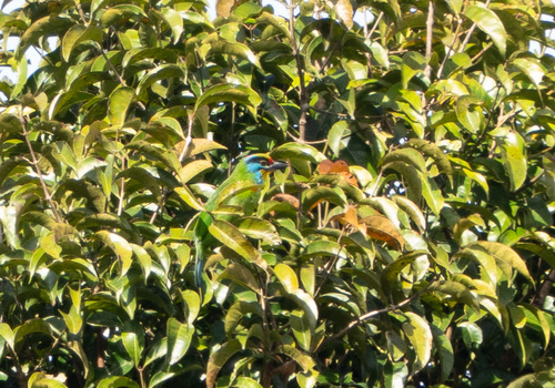 Black-browed Barbet (Psilopogon oorti), photo 5