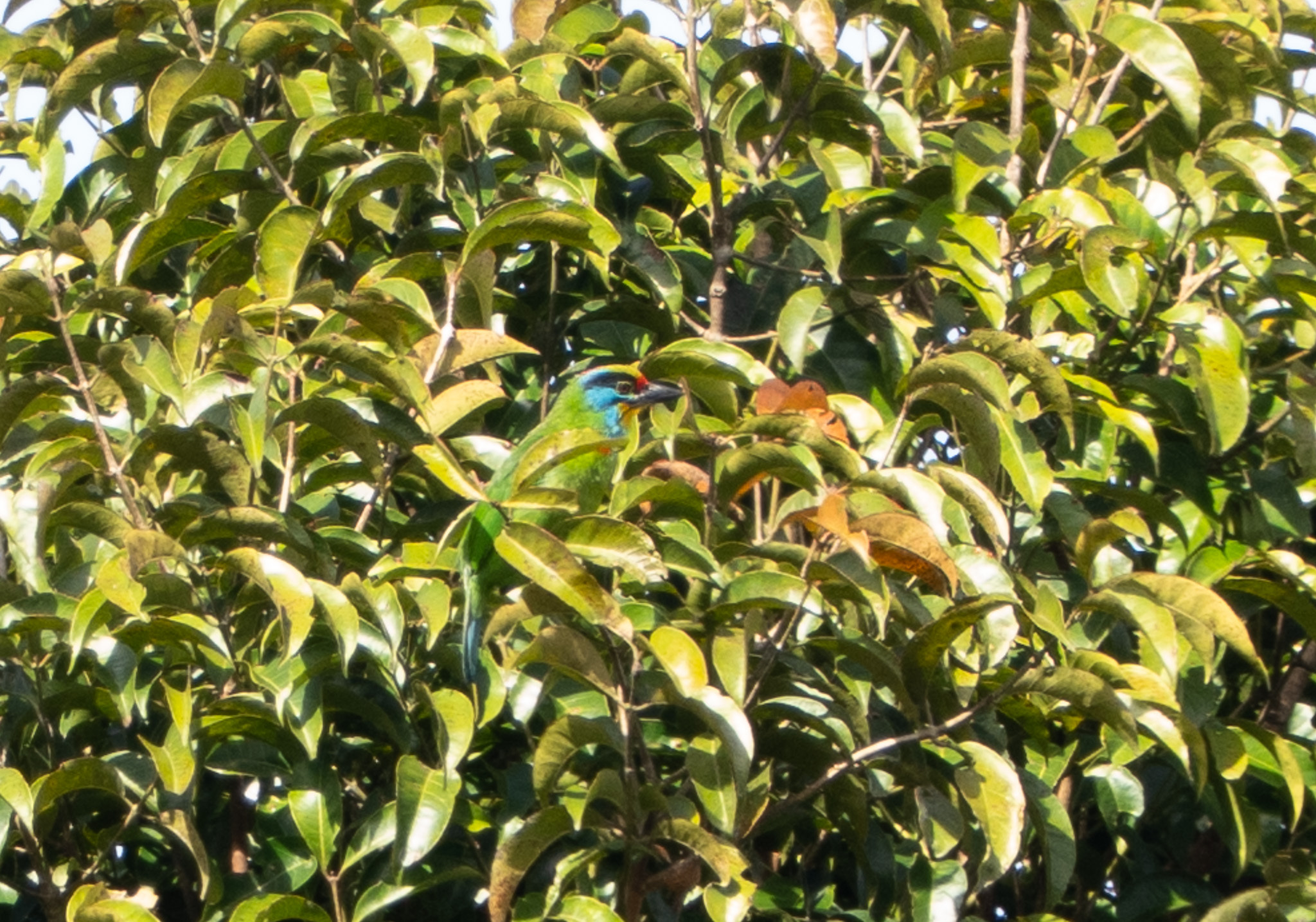 Black-browed Barbet (Psilopogon oorti), photo 7