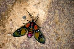 Chrysocale principalis