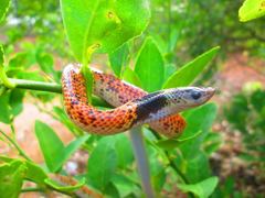 Phimophis guianensis