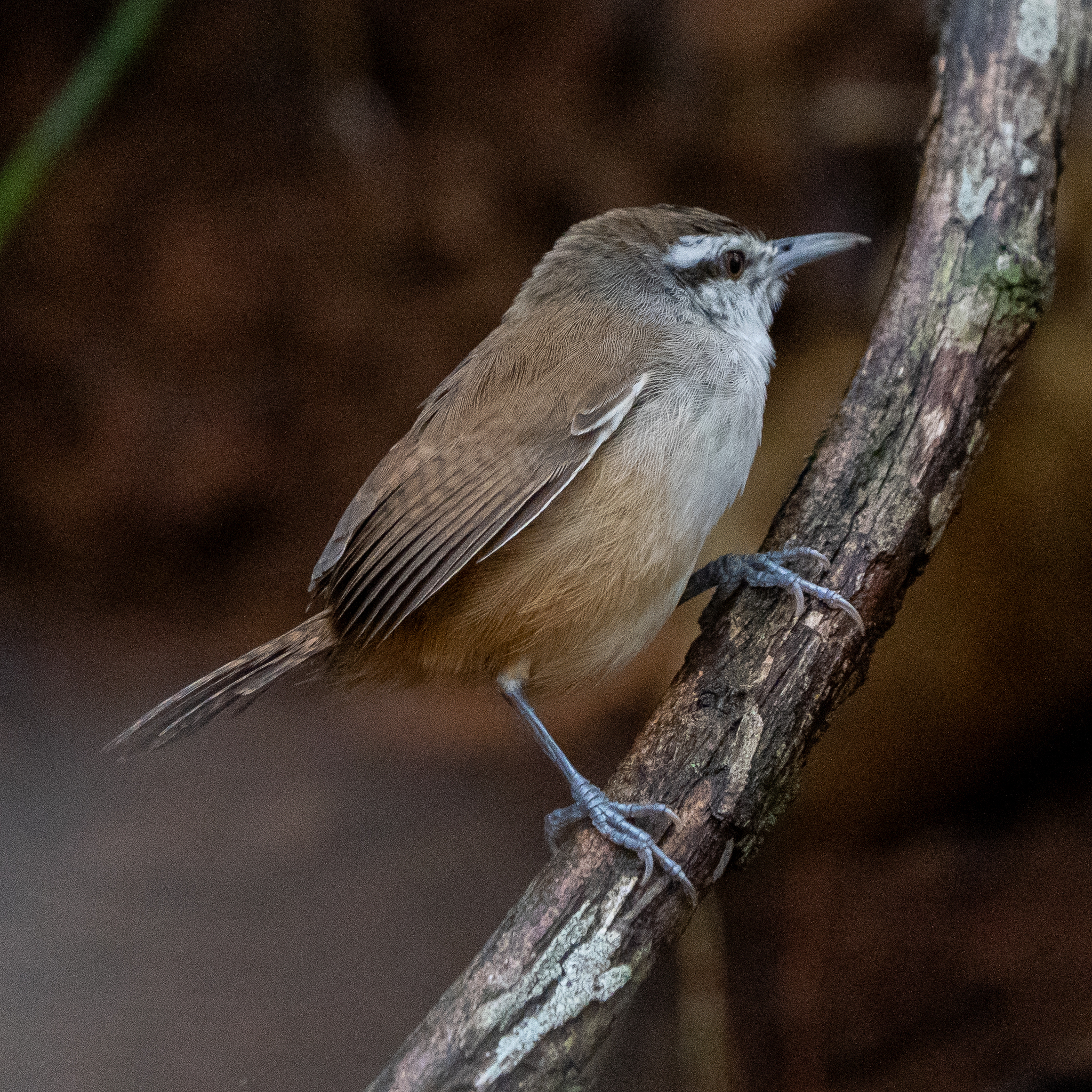 Cabanis's Wren (Cantorchilus modestus), photo 1