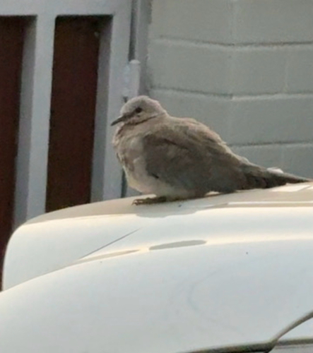 Laughing Dove