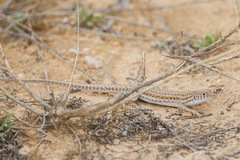 Acanthodactylus boskianus asper