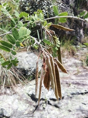 Pyranthus ambatoanus image