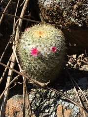 Mammillaria columbiana yucatanensis