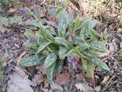 Pulmonaria longifolia