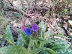 Pulmonaria longifolia