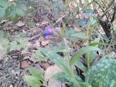 Pulmonaria longifolia