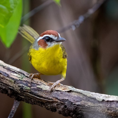 Chestnut-capped Warbler (Basileuterus delattrii), photo 7