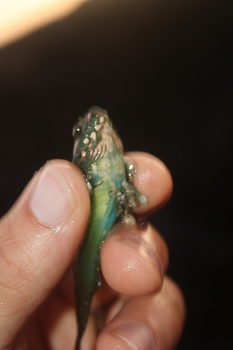 Oligocottus snyderi