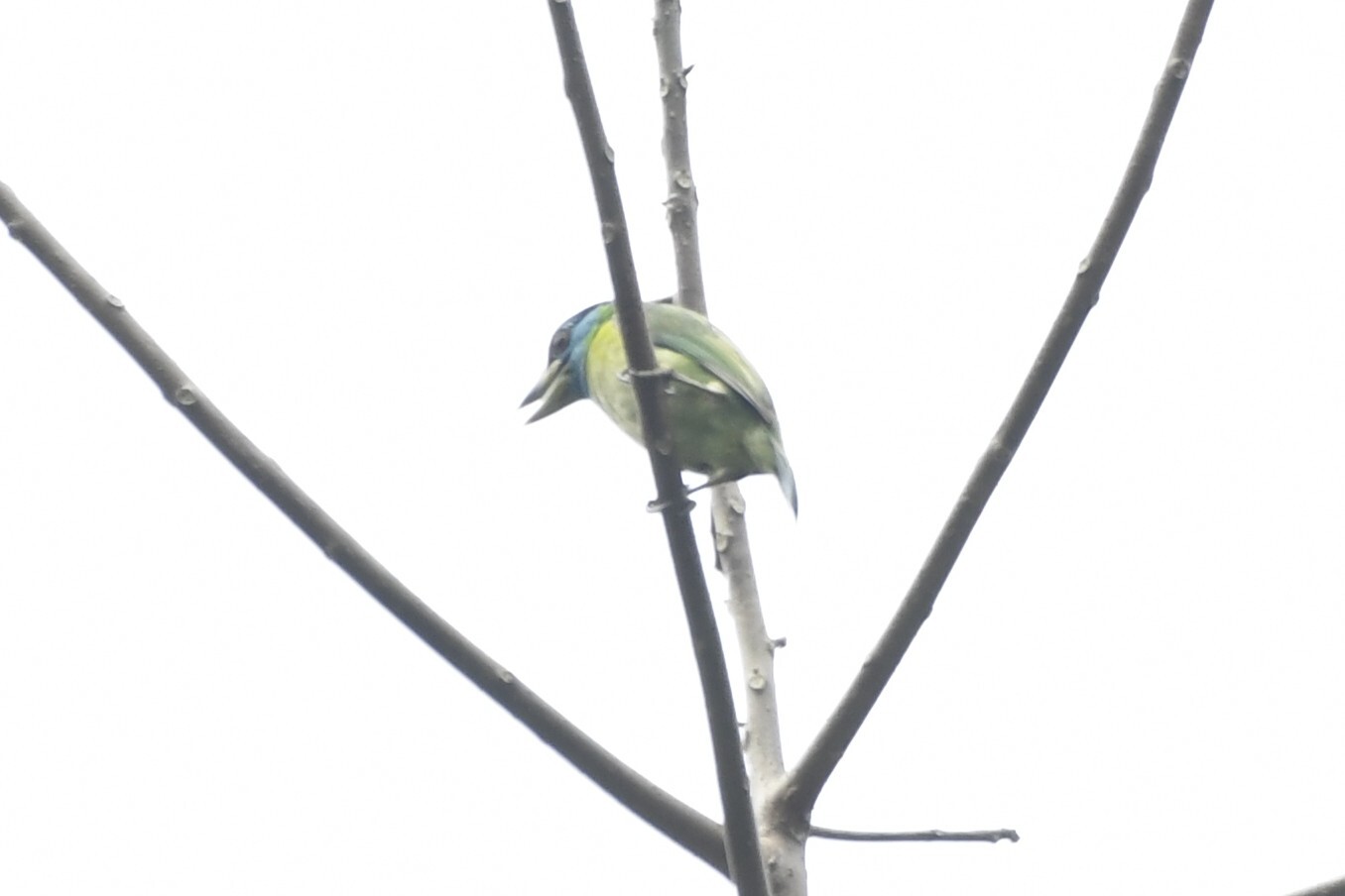 Blue-throated Barbet (Psilopogon asiaticus), photo 10