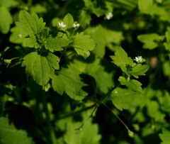 Veronica panormitana