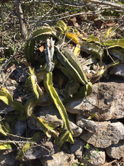 Hylocereeae