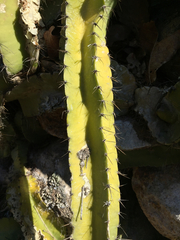Hylocereeae
