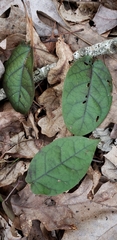 Bignonia