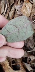 Bignonia
