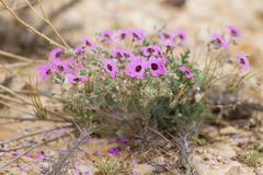 Erodium crassifolium