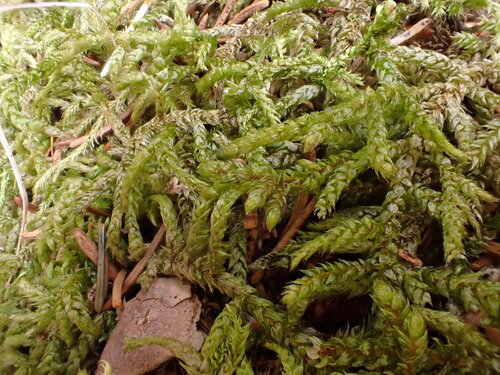 Hylocomiastrum pyrenaicum observed 2026-03-22
