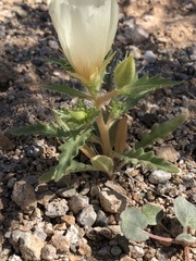 Mentzelia tricuspis