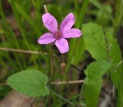 Erodium subintegrifolium