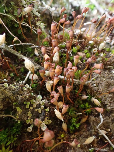 Pogonatum nanum observed 2026-03-22
