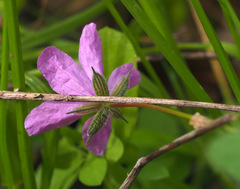 Erodium subintegrifolium