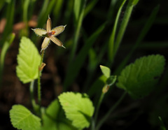 Erodium subintegrifolium