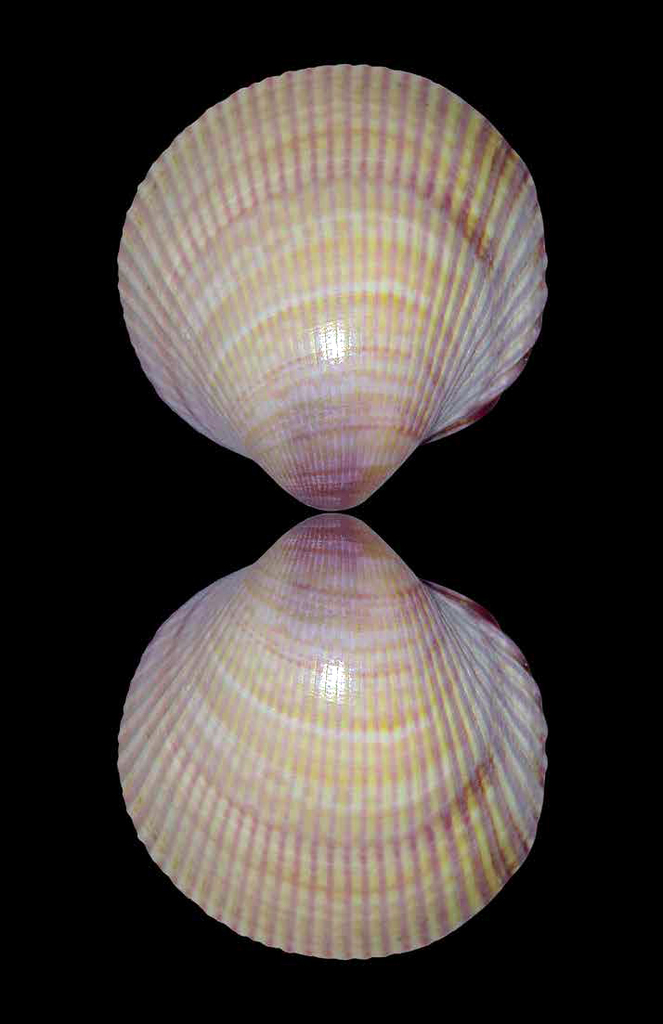 Fulvia fragilis