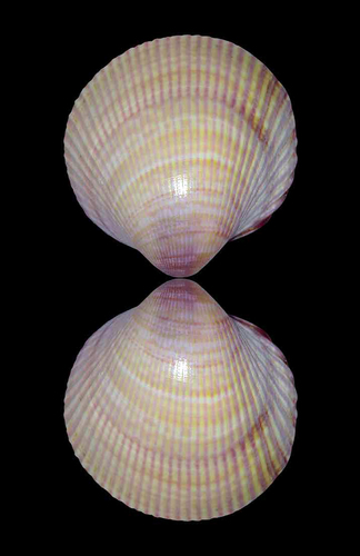 Fulvia fragilis