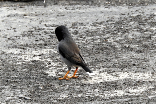 Jungle Myna (Acridotheres fuscus), photo 3