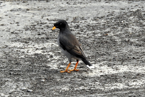 Jungle Myna (Acridotheres fuscus), photo 4