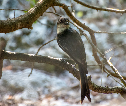 iNaturalist image