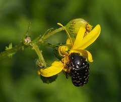 Oxythyrea noemi