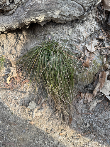 Carex lanceolata iNat (3)