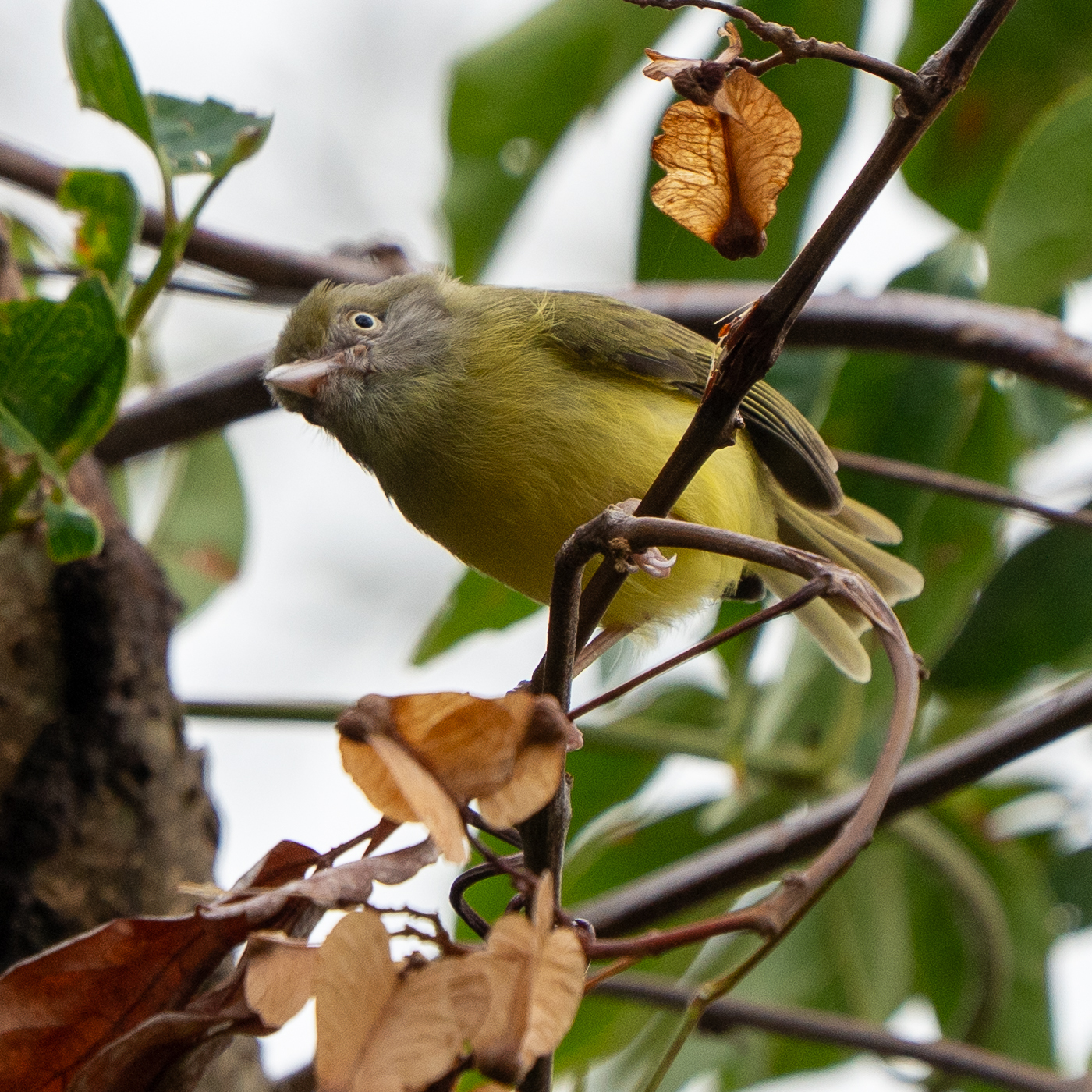 Scrub Greenlet (Hylophilus flavipes), photo 5