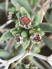 Ruschia intricata