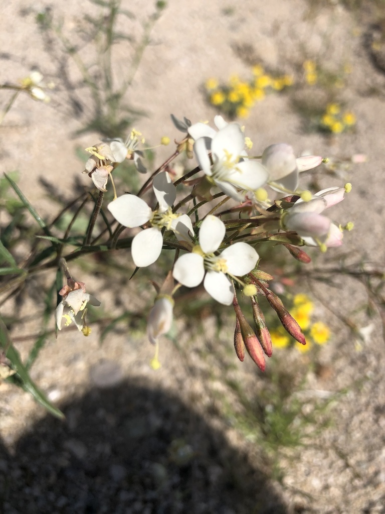 narrowleaf suncup