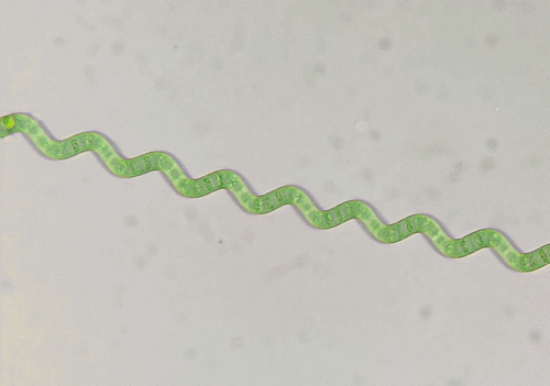 Arthrospira jenneri, 2026-03-22