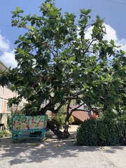 Artocarpus altilis