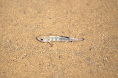 Cyprinodon salinus salinus