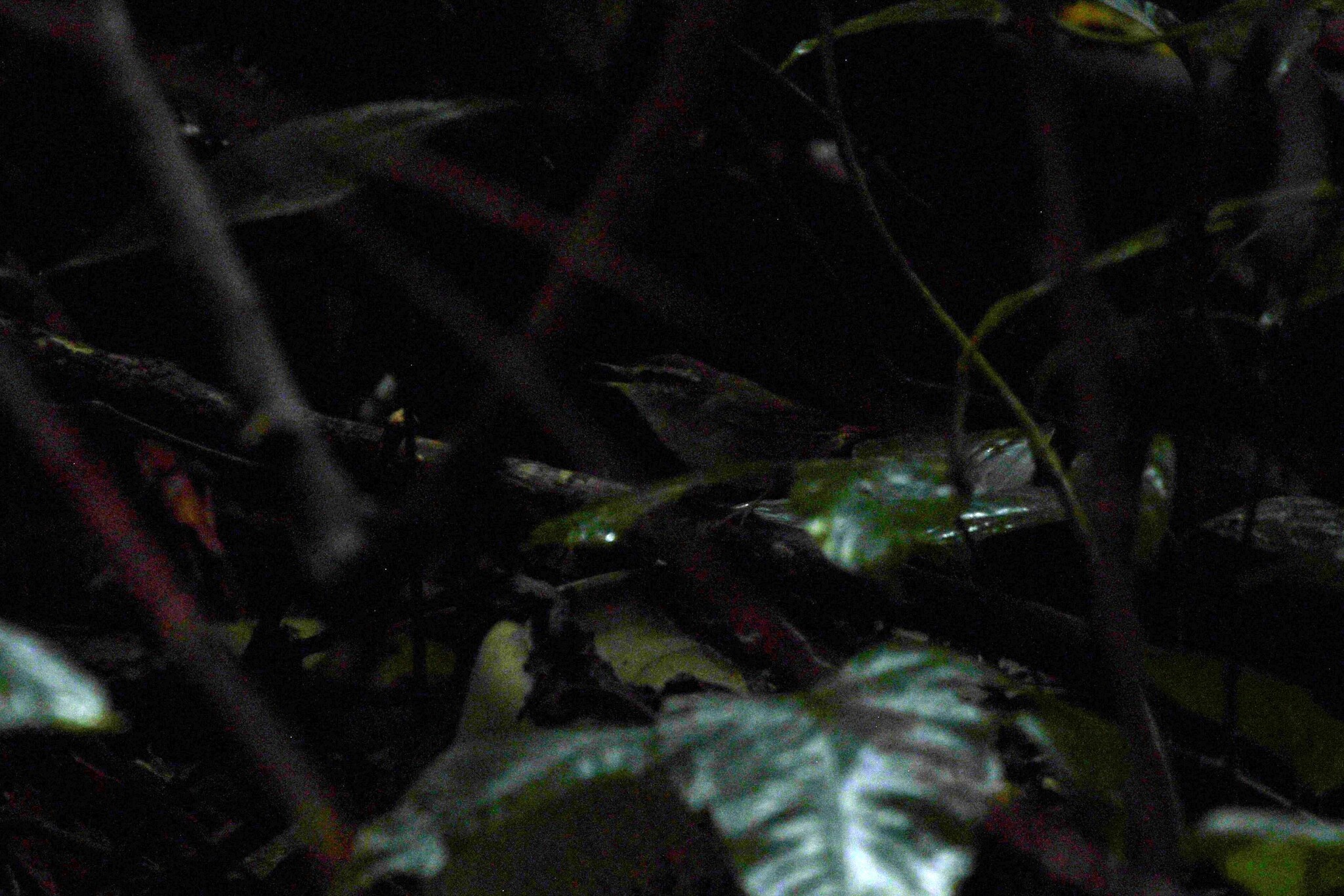 Asian Stubtail (Urosphena squameiceps), photo 3