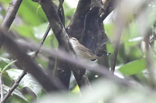 Asian Stubtail (Urosphena squameiceps), photo 2