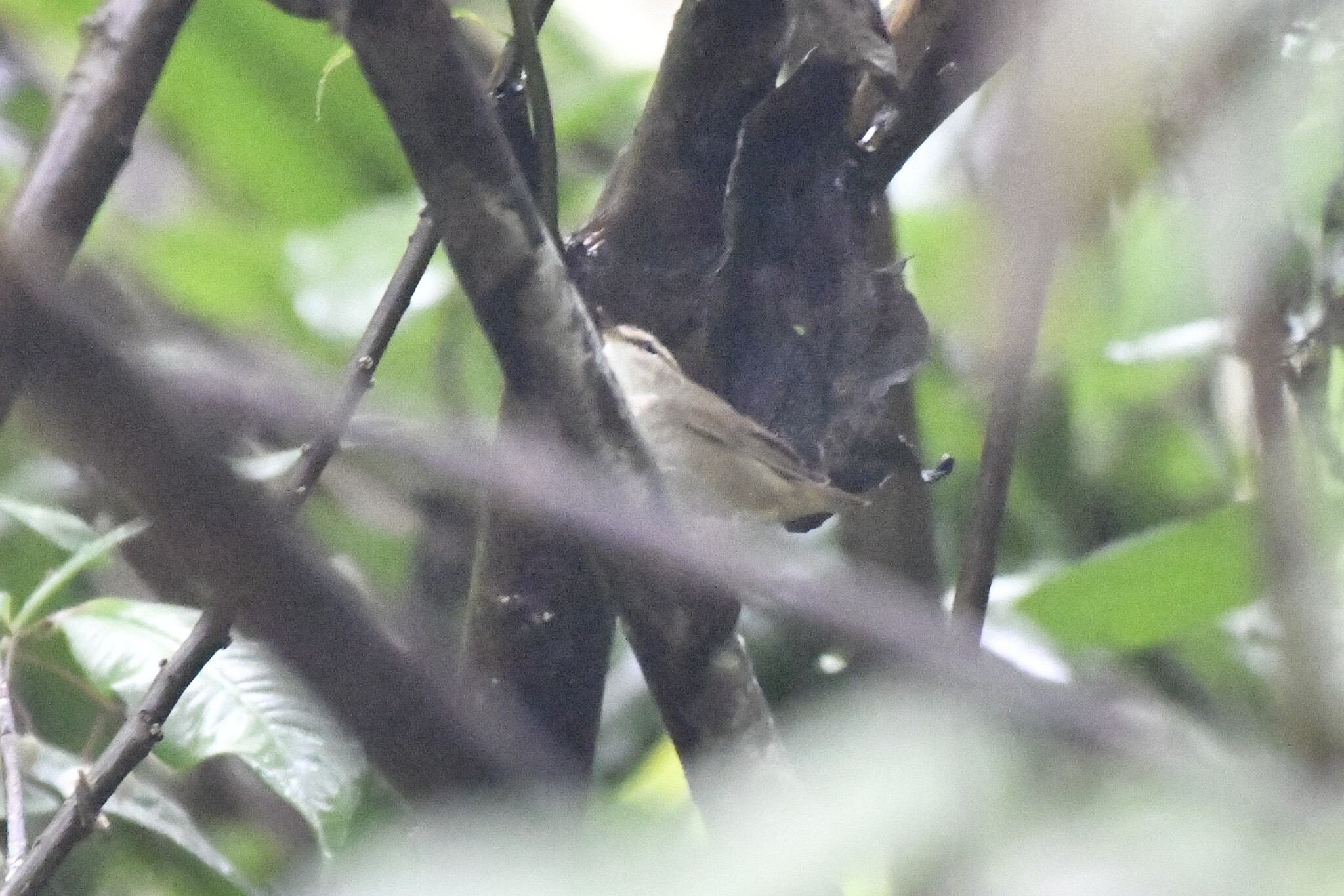 Asian Stubtail (Urosphena squameiceps), photo 2
