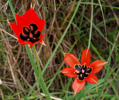 Tulipa agenensis