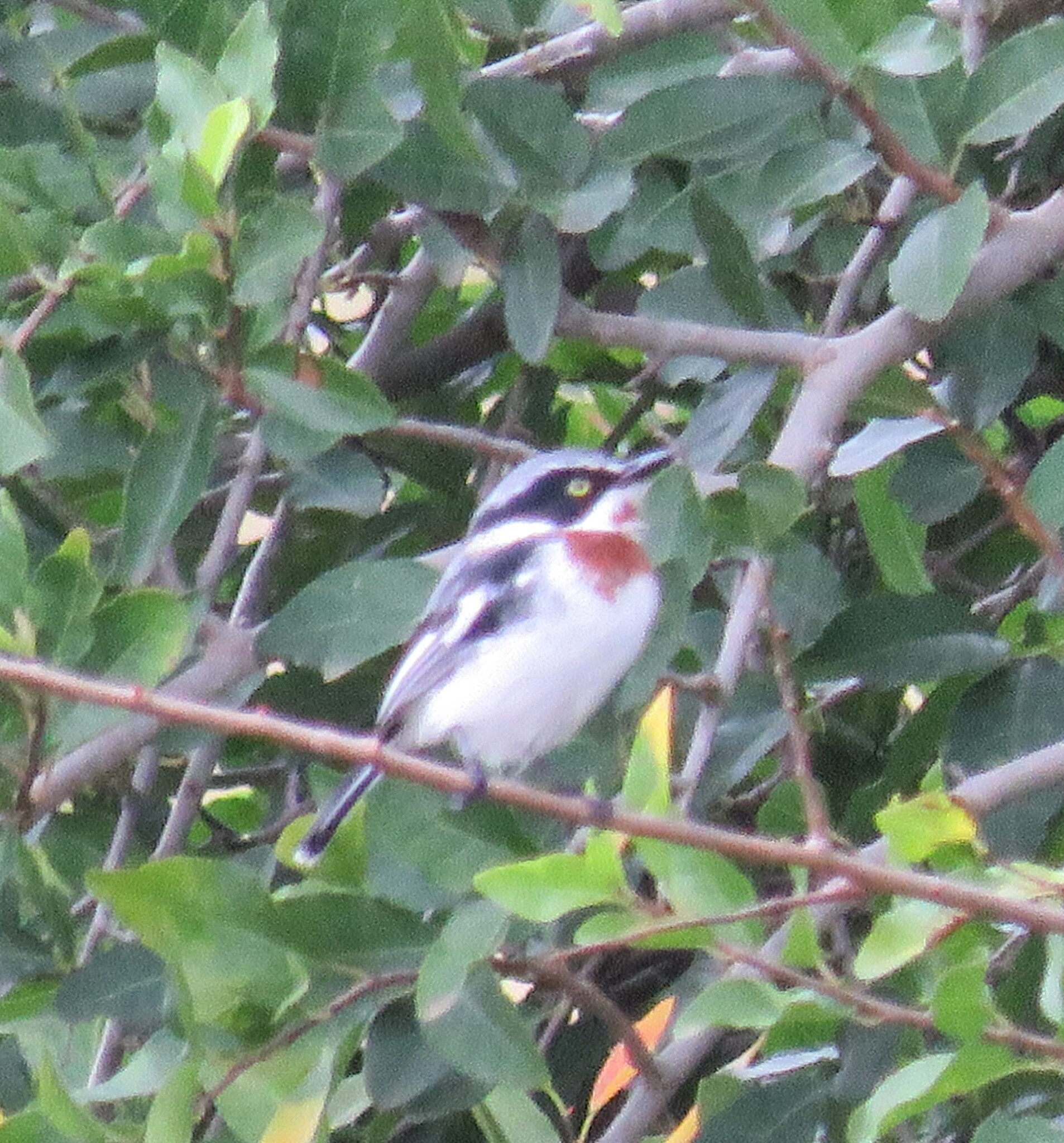 Chinspot Batis (Batis molitor), photo 3