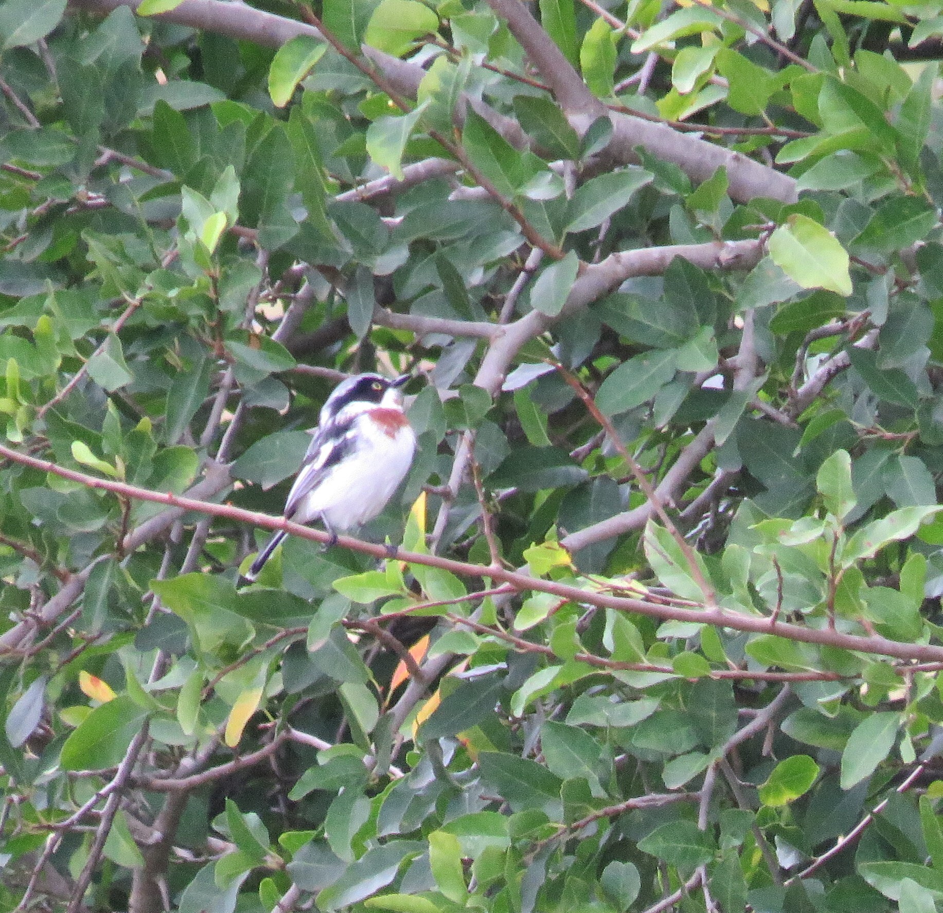 Chinspot Batis (Batis molitor), photo 4