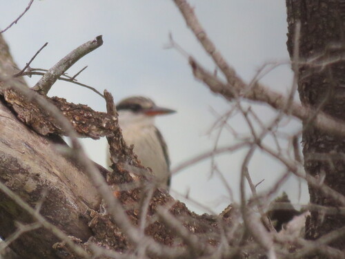 Striped Kingfisher (Halcyon chelicuti), photo 6