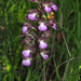 Anacamptis papilionacea palaestina - Photo (c) Ron Frumkin, some rights reserved (CC BY-NC)